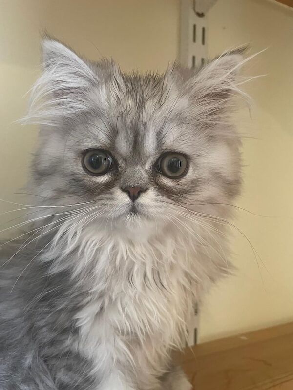 Persian kittens for sale in Abingdon, Oxfordshire – 3 months old