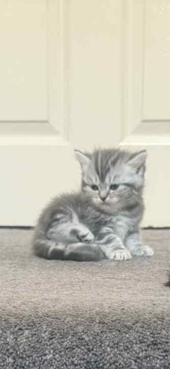 Persian kittens for sale in Fulwood, Lancashire – 8 weeks old