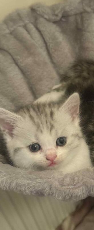Persian kittens for sale in Fulwood, Lancashire – 8 weeks old - Image 2 of 3