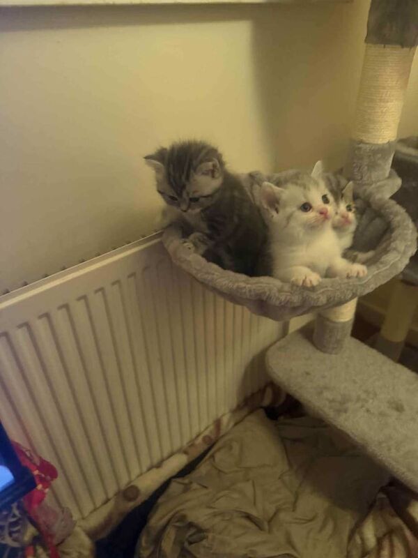 Persian kittens for sale in Fulwood, Lancashire – 8 weeks old - Image 3 of 3