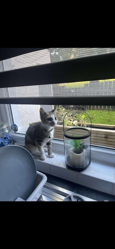 Persian kittens for sale in Newtownards, County Down – 1 year old