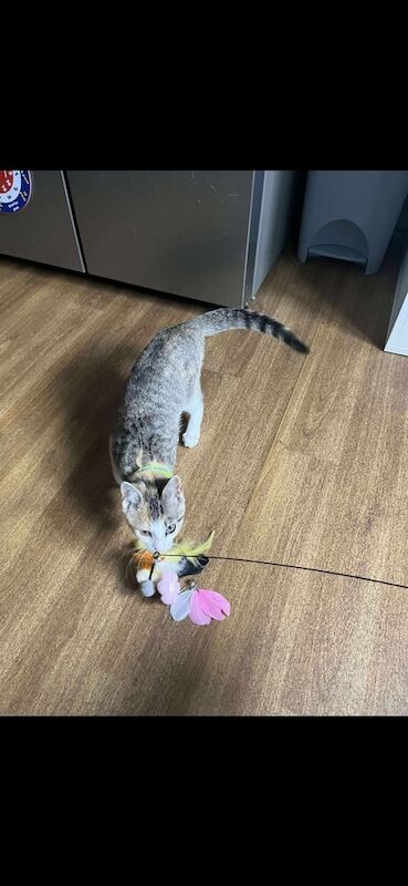 Persian kittens for sale in Newtownards, County Down – 1 year old - Image 2 of 3