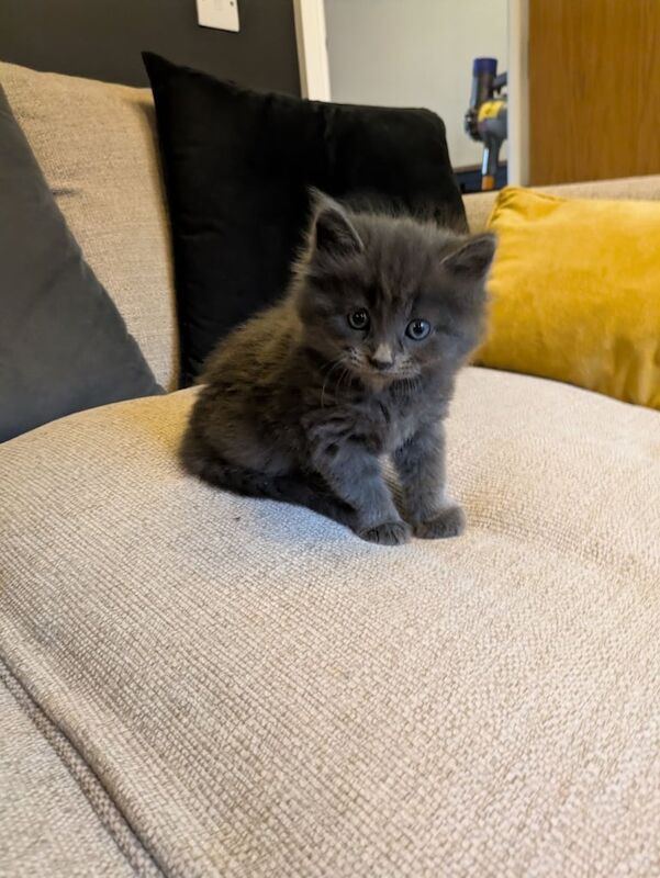 Persian kittens for sale in Bristol – 5 weeks old