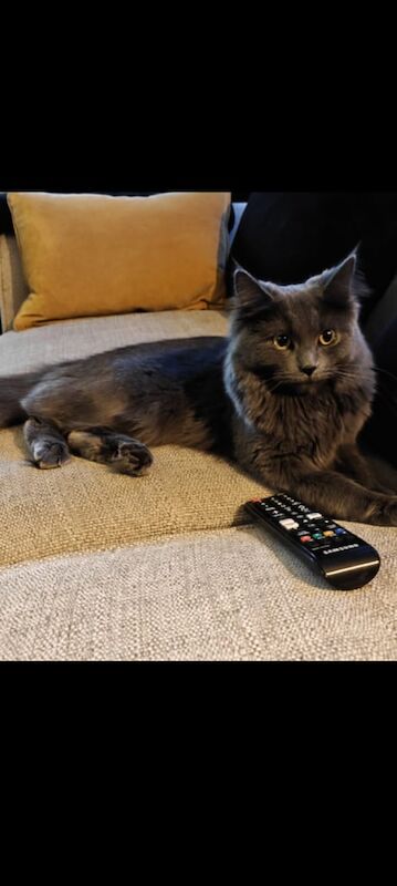 Persian kittens for sale in Bristol – 5 weeks old - Image 2 of 3