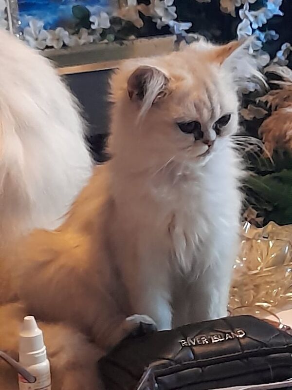 Persian kittens for sale in Ribbleton, Lancashire – 11 weeks old