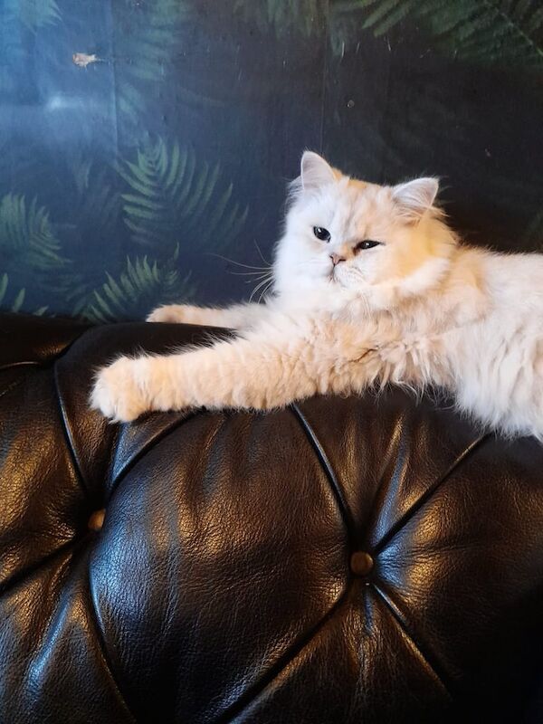 Persian kittens for sale in Ribbleton, Lancashire – 11 weeks old - Image 2 of 3