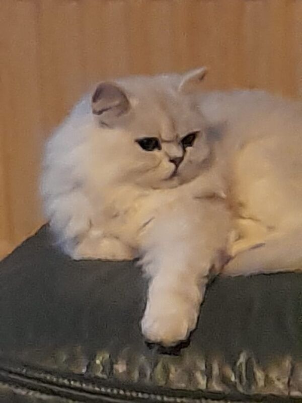 Persian kittens for sale in Ribbleton, Lancashire – 11 weeks old - Image 3 of 3