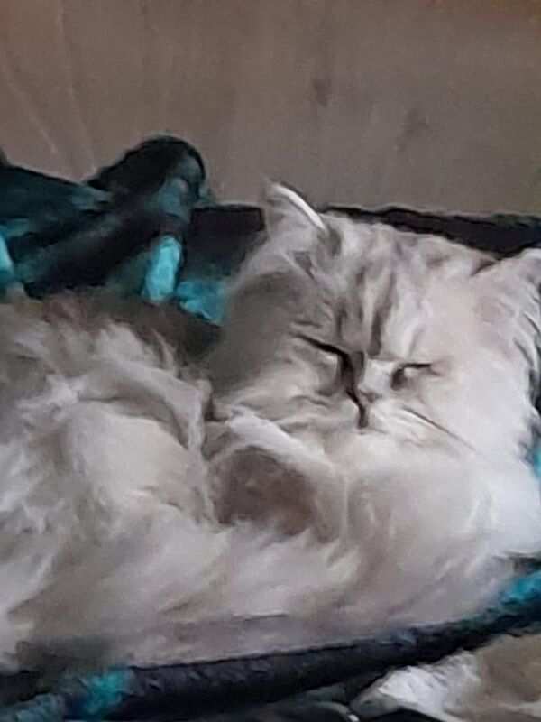 Persian kittens for sale in Ribbleton, Lancashire – 9 months old