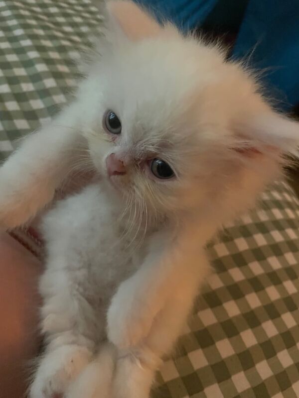 Stunning Persian Kitten For Sale in Ealing, Greater London