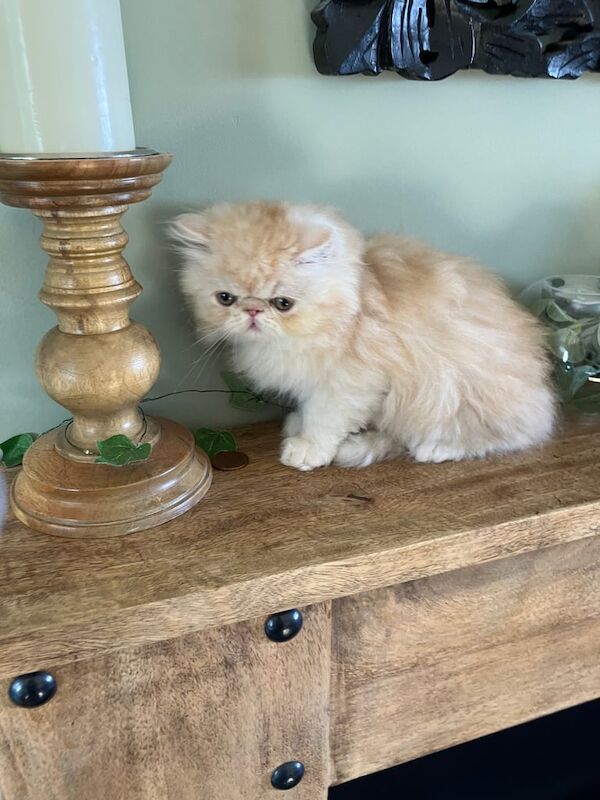 Persian kittens for sale in Tenby / Dinbych-y-Pysgod, Dyfed – 8 weeks old