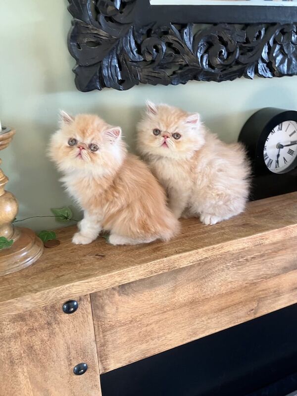 Persian kittens for sale in Tenby / Dinbych-y-Pysgod, Dyfed – 8 weeks old - Image 2 of 3