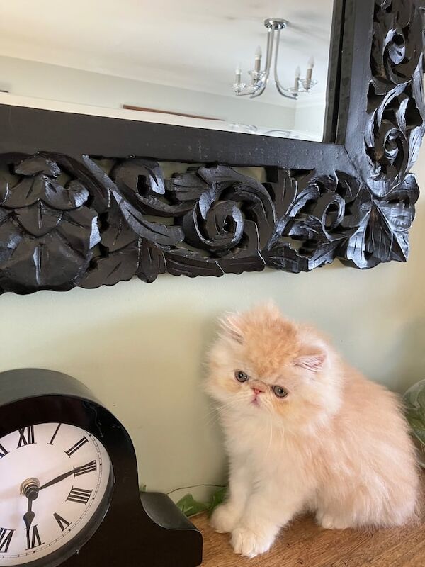 Persian kittens for sale in Tenby / Dinbych-y-Pysgod, Dyfed – 8 weeks old - Image 3 of 3