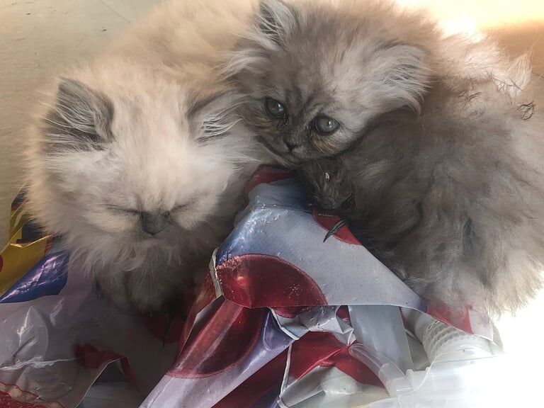 Persian kittens for sale in Hanham, Gloucestershire – 8 weeks old