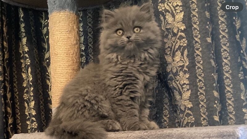 Stunning Persian kittens 1boy 1girl ready now . for sale in Beckenham, Greater London | Image 2