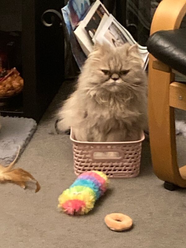 Stunning Persian kittens 1boy 1girl ready now . for sale in Beckenham, Greater London | Image 3