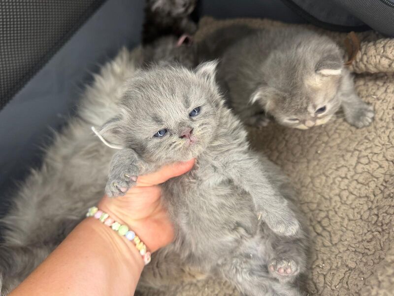 Stunning Persian round face babies mum is a beautiful green eyed Persian - Image 2 of 15
