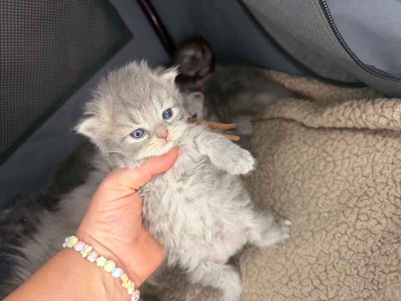 Stunning Persian round face babies mum is a beautiful green eyed Persian - Image 3 of 15