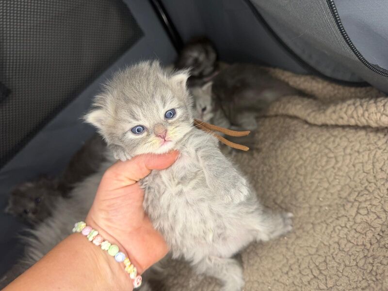 Stunning Persian round face babies mum is a beautiful green eyed Persian - Image 4 of 15