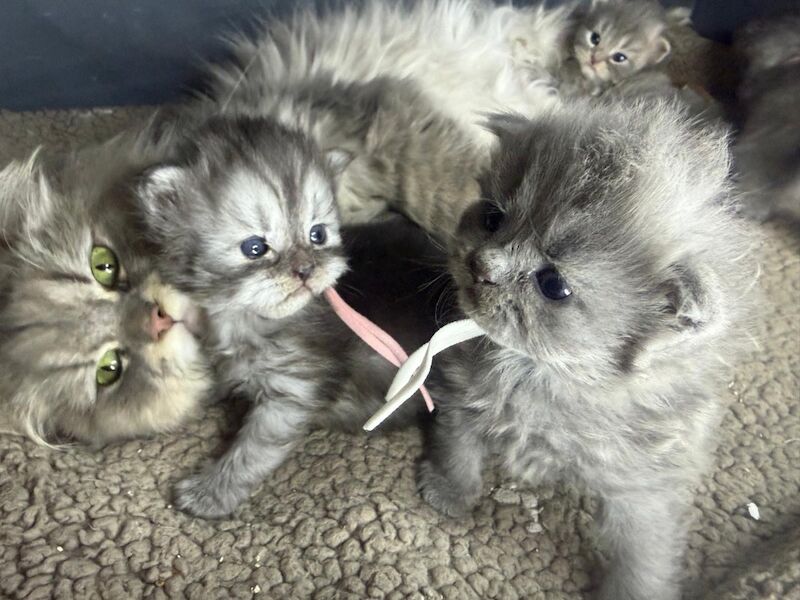 Stunning Persian round face babies mum is a beautiful green eyed Persian - Image 5 of 15