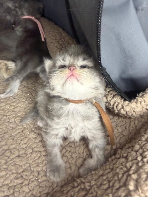 Stunning Persian round face babies mum is a beautiful green eyed Persian - Image 6 of 15