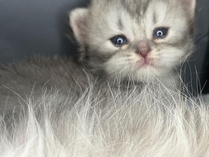 Stunning Persian round face babies mum is a beautiful green eyed Persian - Image 7 of 15