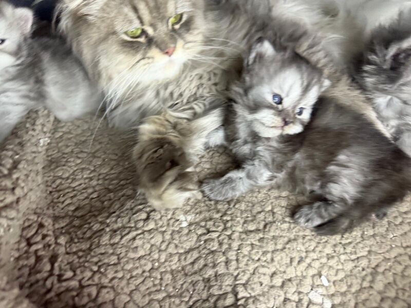 Stunning Persian round face babies mum is a beautiful green eyed Persian - Image 8 of 15