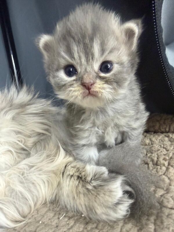 Stunning Persian round face babies mum is a beautiful green eyed Persian - Image 9 of 15