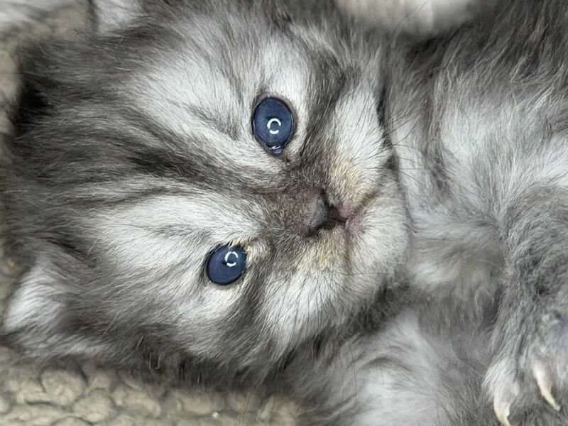Stunning Persian round face babies mum is a beautiful green eyed Persian - Image 10 of 15