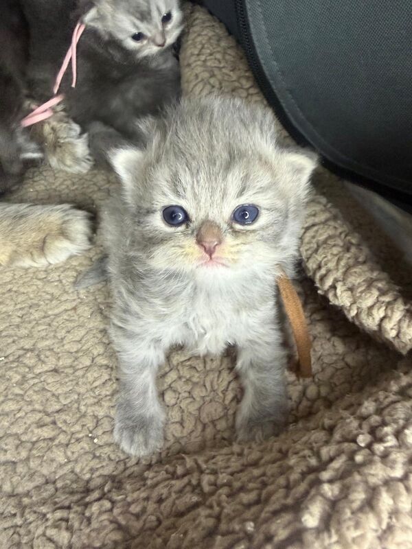 Stunning Persian round face babies mum is a beautiful green eyed Persian - Image 11 of 15