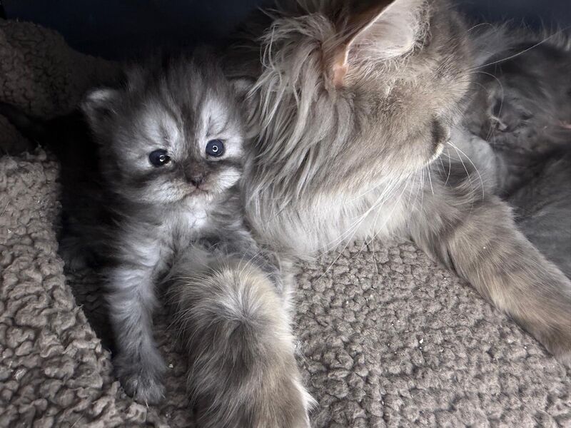 Stunning Persian round face babies mum is a beautiful green eyed Persian - Image 12 of 15