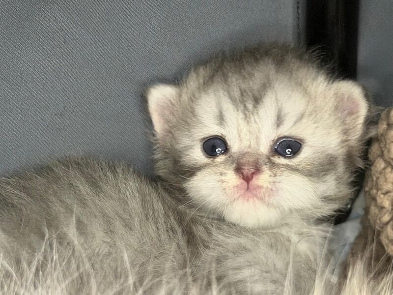 Stunning Persian round face babies mum is a beautiful green eyed Persian - Image 13 of 15