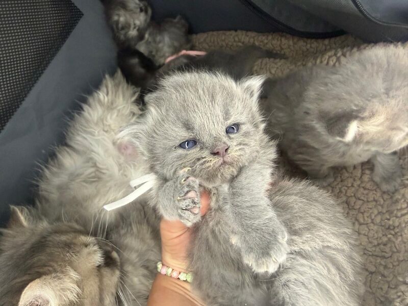 Stunning Persian round face babies mum is a beautiful green eyed Persian - Image 14 of 15