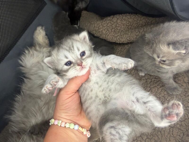 Stunning Persian round face babies mum is a beautiful green eyed Persian - Image 15 of 15