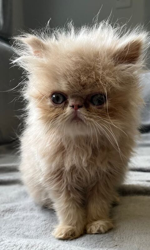 Persian kittens for sale in Wisbech, Cambridgeshire – 8 weeks old