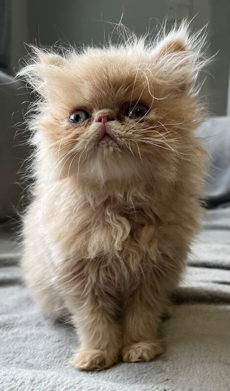 Persian kittens for sale in Wisbech, Cambridgeshire – 8 weeks old - Image 2 of 3