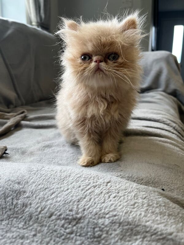 Persian kittens for sale in Wisbech, Cambridgeshire – 8 weeks old - Image 3 of 3