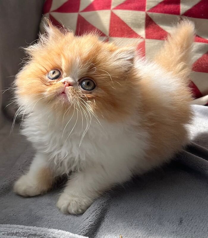 Persian kittens for sale in Wisbech, Cambridgeshire – 8 weeks old
