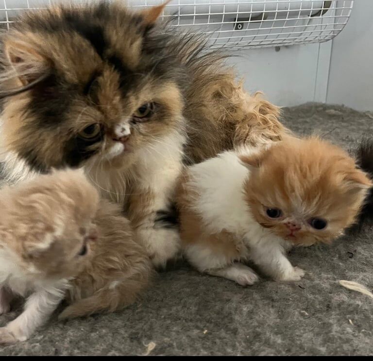 Persian kittens for sale in Wisbech, Cambridgeshire – 8 weeks old - Image 2 of 3