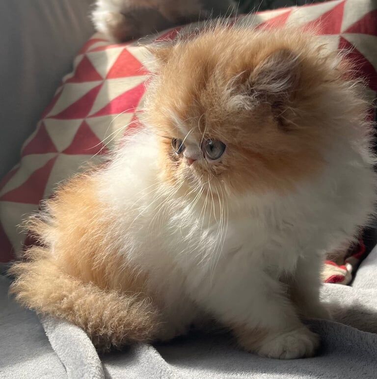 Persian kittens for sale in Wisbech, Cambridgeshire – 8 weeks old - Image 3 of 3