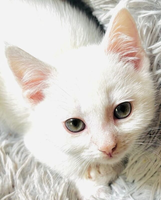 STUNNING Pure White Kitten Available! for sale in Stanstead Abbotts, Hertfordshire