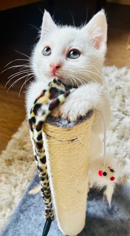 STUNNING Pure White Kitten Available! for sale in Stanstead Abbotts, Hertfordshire - Image 2