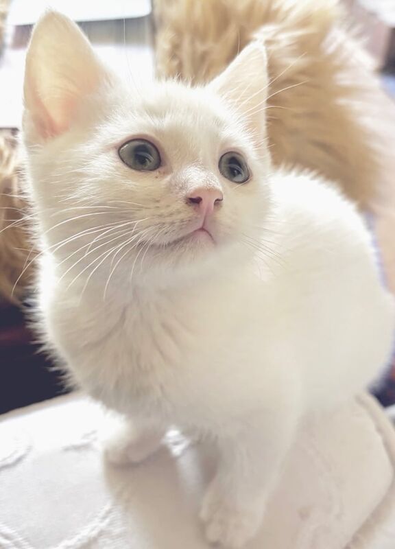 STUNNING Pure White Kitten Available! for sale in Stanstead Abbotts, Hertfordshire - Image 3