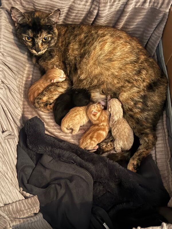 Tabby & Black / white kittens available weaned ready for sale in Portsmouth, Hampshire