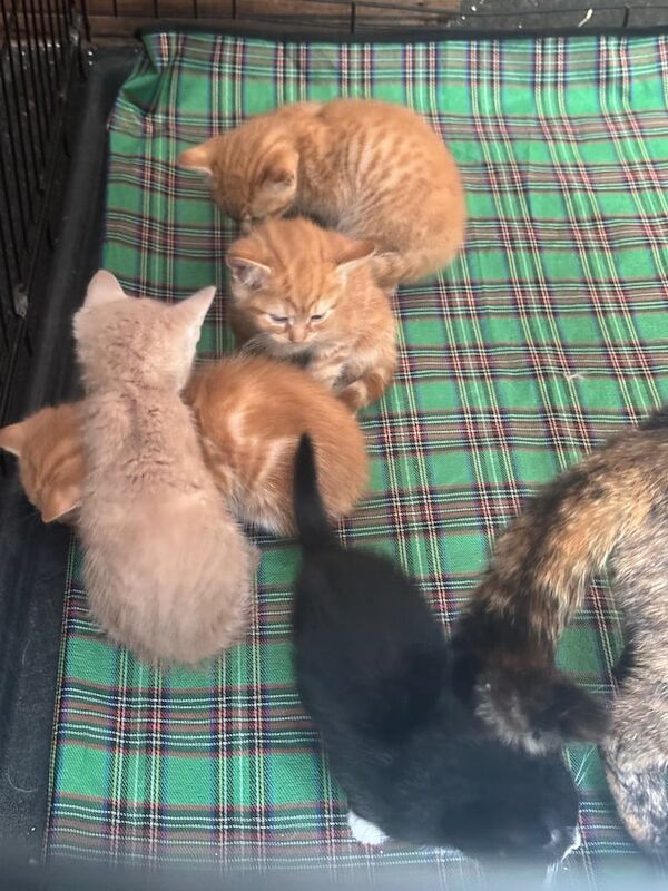 Persian kittens for sale in Portsmouth, Hampshire – 6 months old - Image 2 of 3