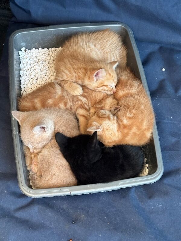 Tabby & Black / white kittens available weaned ready for sale in Portsmouth, Hampshire | Image 3