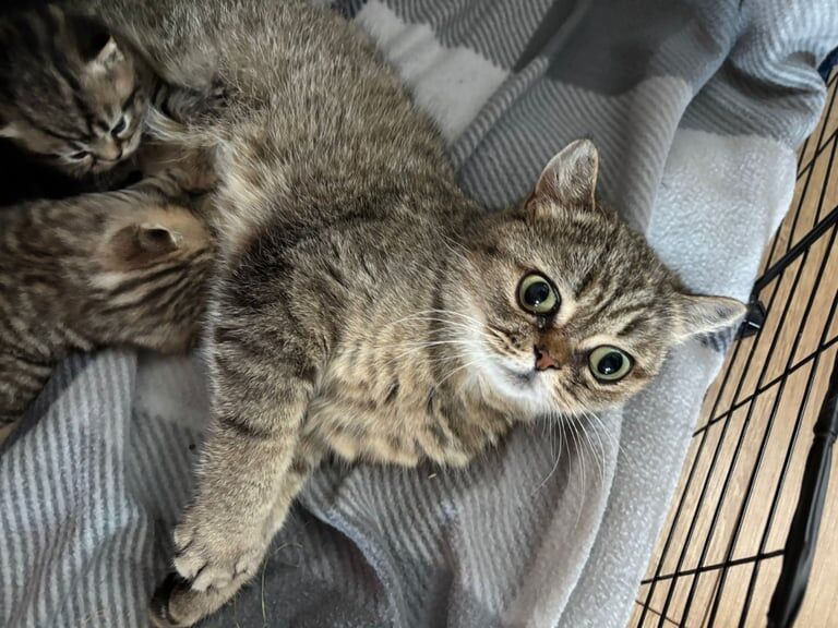 Tabby kittens for sale in Skelmersdale, Lancashire