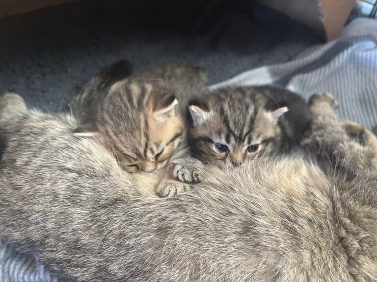 Tabby kittens for sale in Skelmersdale, Lancashire | Image 2