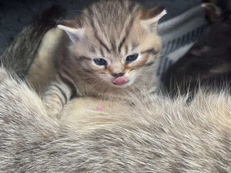 Tabby kittens for sale in Skelmersdale, Lancashire | Image 3