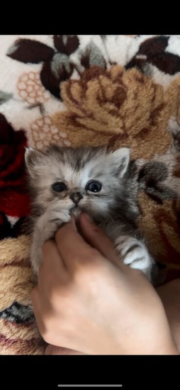 Persian kittens for sale in Handsworth, West Midlands – 8 weeks old