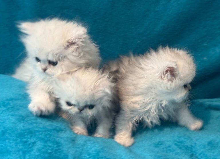 Persian kittens for sale in St Albans, Hertfordshire – 7 weeks old
